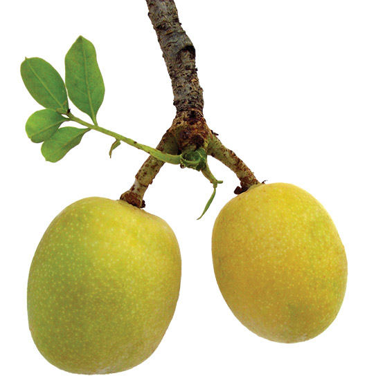 Масло от марула